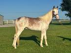 Registered Gaited Stallion Colt