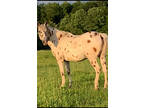 foundation appaloosa gelding