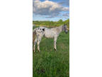 black yearling foundation appaloosa