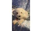 Adopt Spunky a White Miniature Poodle / Mixed dog in Cape Coral, FL (36880668)