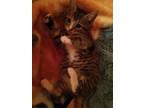 Adopt Max a Tan or Fawn (Mostly) Domestic Shorthair / Mixed (short coat) cat in