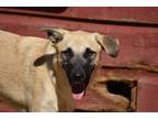 Adopt Bruiser a Tan/Yellow/Fawn - with Black Anatolian Shepherd / Black Mouth