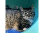 Adopt LuLu a Domestic Short Hair