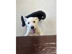 Adopt Alaska a German Shepherd Dog