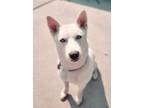 Adopt Yuki AKA: Ezra a Husky
