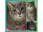 Adopt Amelia a American Shorthair, Domestic Short Hair