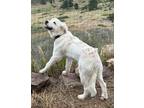 Adopt Blanca a Great Pyrenees
