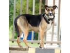 Adopt Greta a German Shepherd Dog, Mixed Breed
