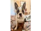 Adopt Bella Blue a Boston Terrier