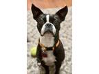 Adopt Brenda Lee a Boston Terrier