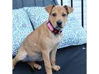 Adopt Camila a Shar-Pei, Labrador Retriever