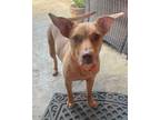 Adopt Rhonda - CL a Carolina Dog, Terrier