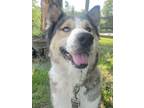Adopt Daisy 3178 a Husky
