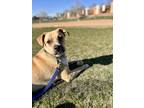 Adopt Juniper a Shepherd, Boxer