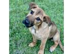 Adopt Holly a Hound, Mixed Breed