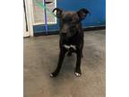 Adopt Mocha a Pit Bull Terrier