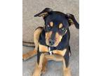 Adopt Maci2 a Rottweiler, Australian Kelpie