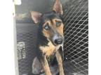Adopt Kissy Kay a Australian Cattle Dog / Blue Heeler