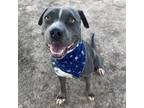 Adopt Aloe a Pit Bull Terrier