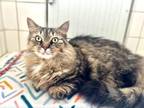 Adopt Cannoli a Maine Coon, Domestic Long Hair