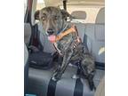 Adopt Rose a Shepherd, Pit Bull Terrier