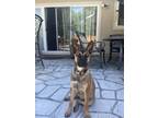 Adopt Moldaver a Australian Cattle Dog / Blue Heeler, Belgian Shepherd /