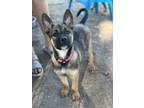 Adopt Lucy La a Australian Cattle Dog / Blue Heeler, Belgian Shepherd / Malinois