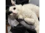 Adopt Boba a Turkish Van