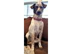 Adopt Hazel a Australian Cattle Dog / Blue Heeler