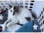 Adopt Ty Beanie Baby a Domestic Short Hair