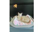 Adopt MIRACLE baby a American Shorthair