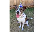 Adopt Alice FKA Katie a Boxer