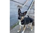 Adopt Queen Queso a German Shepherd Dog