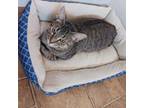 Adopt Banana Pudding a American Shorthair