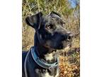 Adopt Rachael a Rottweiler, Mixed Breed
