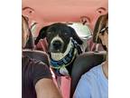 Adopt Jeni a Labrador Retriever, Mixed Breed