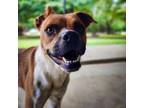Adopt Gomez a Boxer