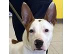 Adopt Scotty a Pharaoh Hound