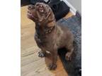 Adopt Rocky M 24073 a Cocker Spaniel