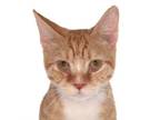 Adopt Burnie - Center a American Shorthair