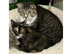 Adopt Matuto a Domestic Short Hair