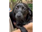 Adopt Holden a Beagle, Mixed Breed