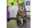 Adopt Storm a American Shorthair