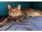 Adopt Obie a Domestic Medium Hair, Domestic Short Hair
