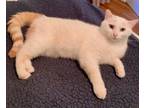 Adopt Kyle a Domestic Short Hair