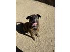Adopt Salty a Catahoula Leopard Dog, German Shepherd Dog