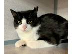 Adopt Bugs a Domestic Short Hair