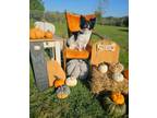 Adopt Louie a Papillon, Mixed Breed