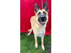 Adopt Winston a German Shepherd Dog, Belgian Shepherd / Malinois