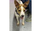 Adopt Walker/Kirby DD~ a Parson Russell Terrier